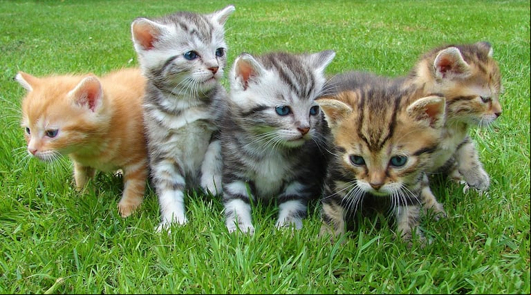 11 razones científicas que demuestran que tener un gato mejora la salud
