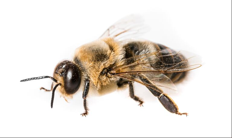 A diferencia de las abejas, los zánganos no realizan tareas cotidianas en la colmena. (Foto: AdobeStock)