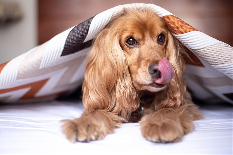 A través del lenguaje corporal, los perros procuran comunicar sus emociones y necesidades. (Foto: Pixabay)