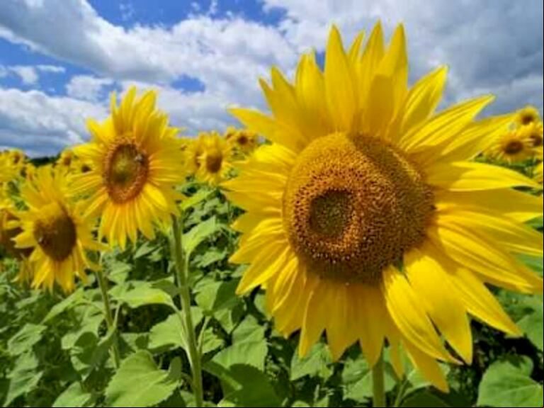 Actualmente, el girasol rinde apenas el 60% de lo que podría lograr con un manejo óptimo. (Foto: avito.ru).
