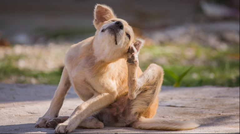 Adiós a la pipeta: cómo proteger a tu perro de pulgas y garrapatas sin gastar de más, según un veterinario (Foto: Adobe Stock).