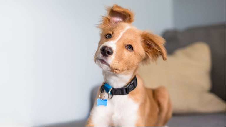 Adiós a las chapitas con el nombre para perros: el nuevo identificador que se conecta al celular (Foto: Adobe Stock).