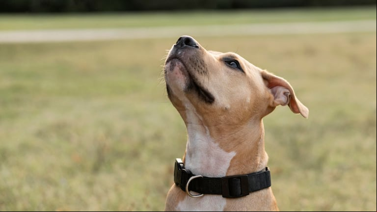 Adiós a los ladridos: el truco para enseñarle a tu perro a callarse, según un adiestrador (Foto: Freepik).