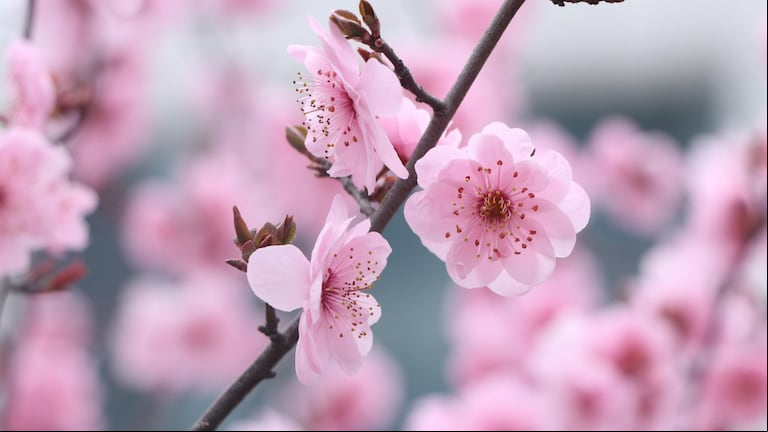 Algunas de estas flores pueden resistir hasta los -15 grados de temperatura. (Foto: Pixabay)