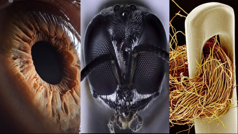 Así se ve el mundo a través de un microscopio electrónico. (Fotos: X/LealtadSabia)
