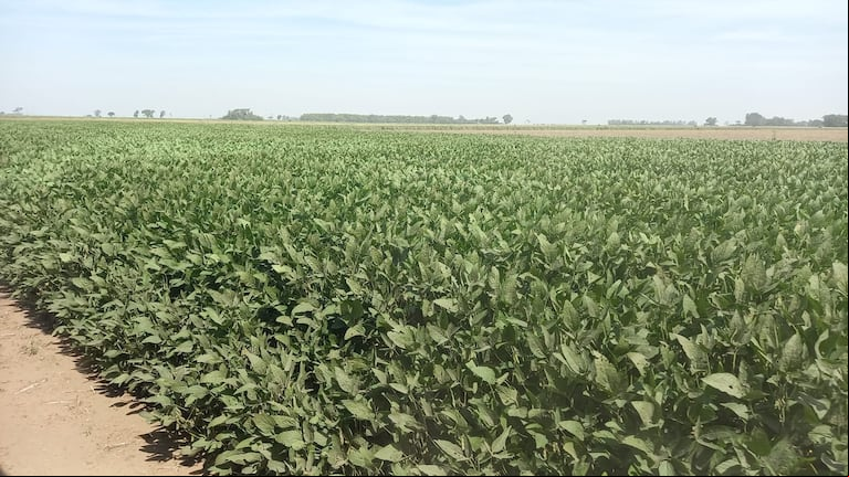 Bajó la presión fiscal nacional, pero el aumento de impuestos locales impacta en la rentabilidad del agro.. (Foto: TN).