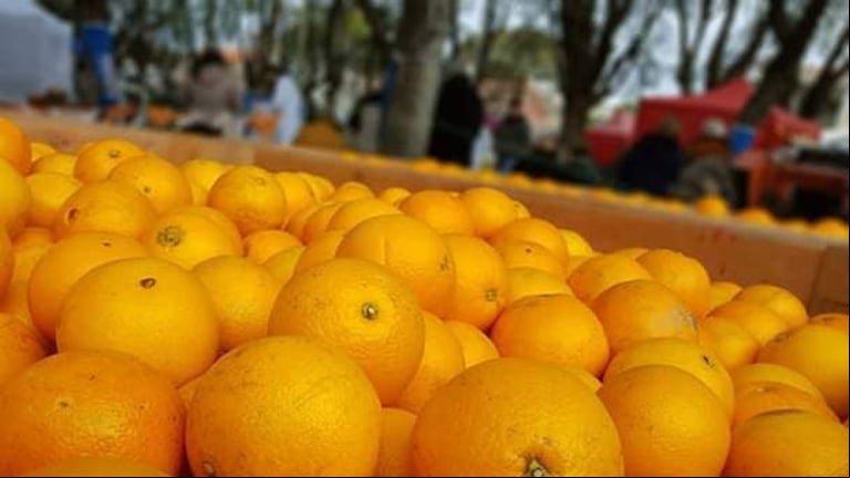Baradero es una de las ciudades productoras de naranjas más importantes del país.