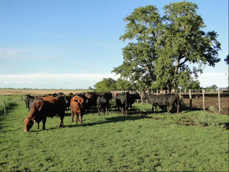 Bianchi expresó que "el sector agrícola me desplazó, antes de desaparecer del todo uno se va reestructurando y me dediqué a la ganadería". (Foto: INTA).