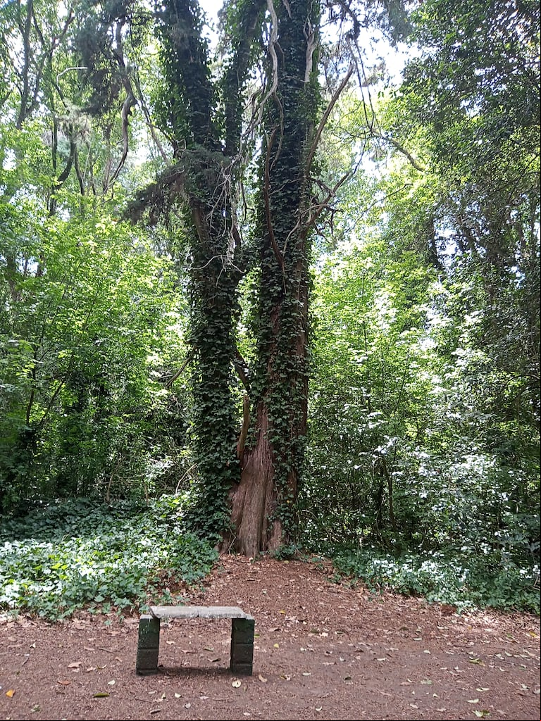 Bosque Encantado, situado a 13 km de General Belgrano, es una reserva natural de 24 hectáreas a la que se accede de manera gratuita. (Foto gentileza Puebleando)