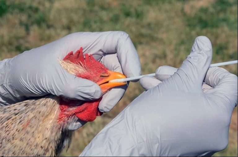 Brasil activó un operativo de emergencia tras detectar gripe aviar en una granja comercial por primera vez.(Foto: Neahoy).