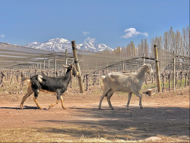 Cabras en los viñedos de Chakana, entre las prácticas biodinámicas que aplican. (Foto: gentileza Chakana).