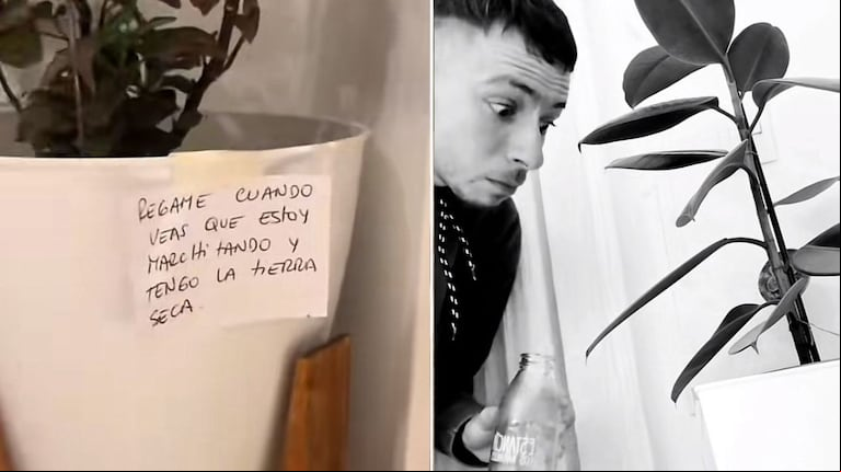 Cada planta tenía escrita su rutina de regado. (Fotos: TikTok/@benjanicolas_)