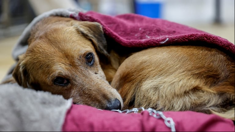 Cada vez más británicos abandonan sus mascotas por los altos costos (Foto de archivo: EFE)