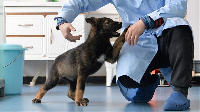 China clonó a uno de sus mejores perros policía  para poder ahorrar en entrenamientos. Crédito: China Daily
