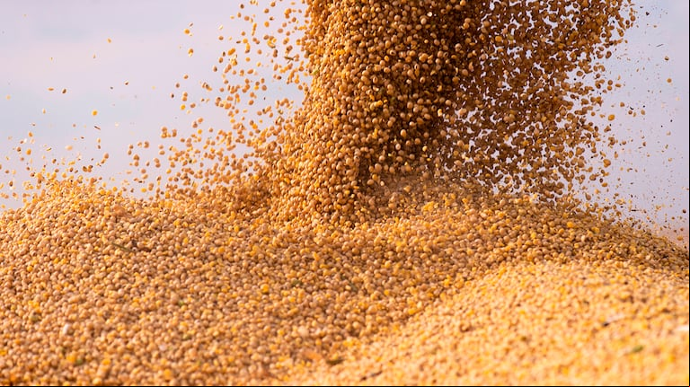 China suspendió temporalmente la importación de soja de cinco empresas brasileñas debido a problemas fitosanitarios. (Foto: Shutterstock).