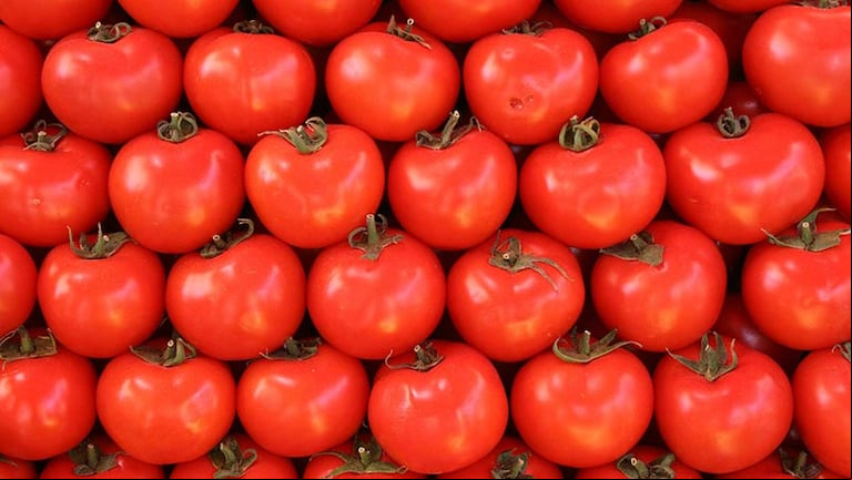 Cómo conservar tomates / Fuente: archivo