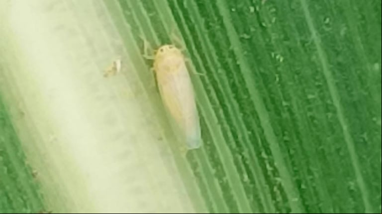 Como se esperaba para la actual época del año, en que tanto las condiciones climáticas como la presencia masiva de cultivos de maíz son propicios para el desarrollo de la chicharrita, hubo un incremento de la presencia de esta plaga. (Foto: Senasa)