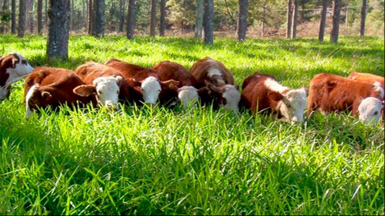 Con menos vacas, la ganadería argentina obtiene la misma cantidad de terneros que en 2007