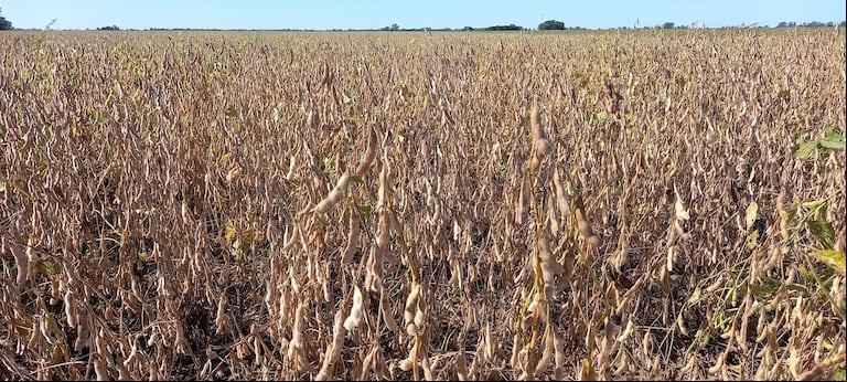 Con retenciones, el productor necesita sacar 34 quintales de soja por hectárea, seis más que el promedio nacional, para no trabajar a pérdida.(Foto: TN).