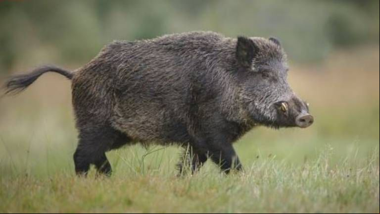 Confirman tres casos de triquinosis en jabalíes y refuerzan las alertas para cazadores. (Foto: Adobe Stock).