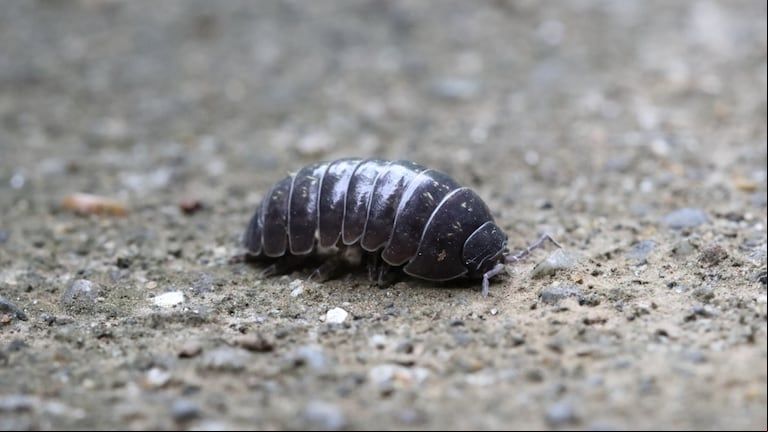 Conocé cómo ahuyentar a los "bichos bolita" sin el uso de repelentes e insecticidas. (Foto: Adobe Stock)