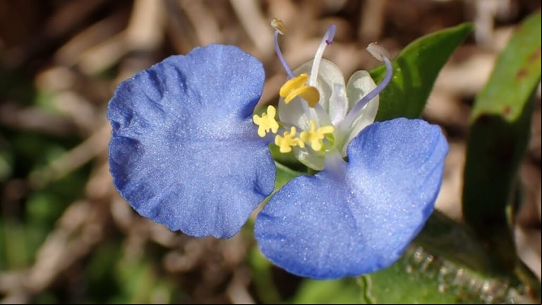 Conocé las características de esta planta y por qué es importante no desecharla. (Foto: Pinterest/Para Ti)