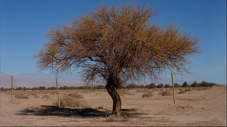 Conocé las propiedades de este árbol y por qué es el más fuerte del mundo. (Foto: tn-ar.noticiasalagoanas.com)