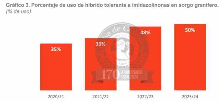 Creció el rendimiento del sorgo 2023/24 creció, pero la adopción tecnológica sigue siendo insuficiente