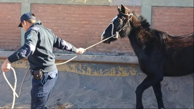 Creen que casi todos los sanjuaninos ya consumieron carne de caballo. (Foto: Tele Sol Diario).