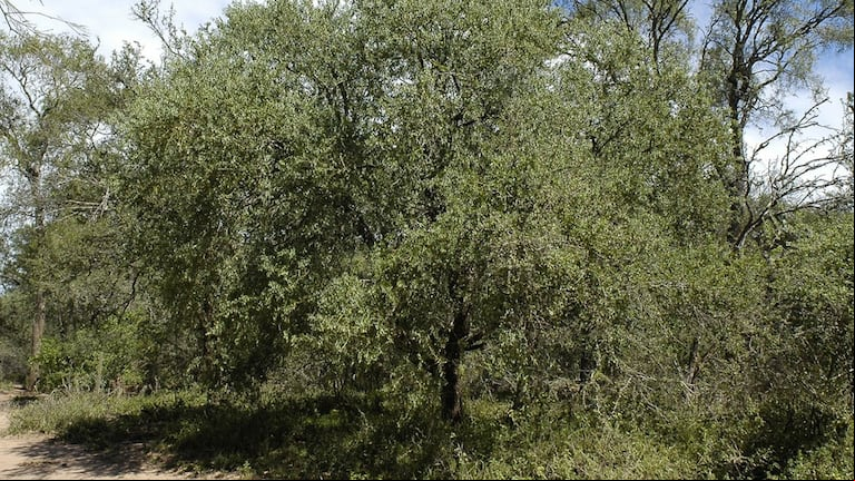Cuáles son las características de este árbol que se encuentra en varias zonas del país. (Foto: Instagram/@parquesnacionalesar)