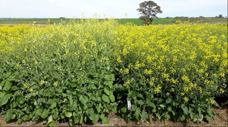 Cultivos de carinata (izquierda) y colza (derecha) en plena floración. (Foto: INTA EEA Paraná).