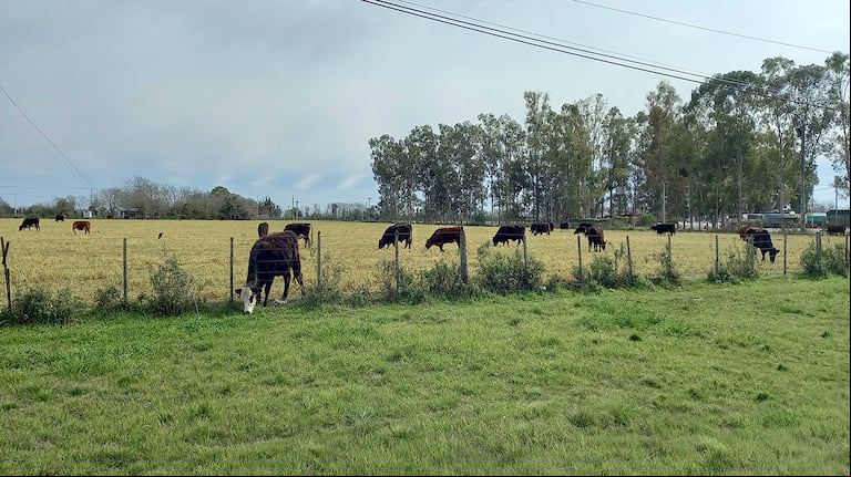 Delincuentes robaron 33 animales de un establecimiento rural en Salto mientras el dueño estaba de vacaciones. (Foto: TN).