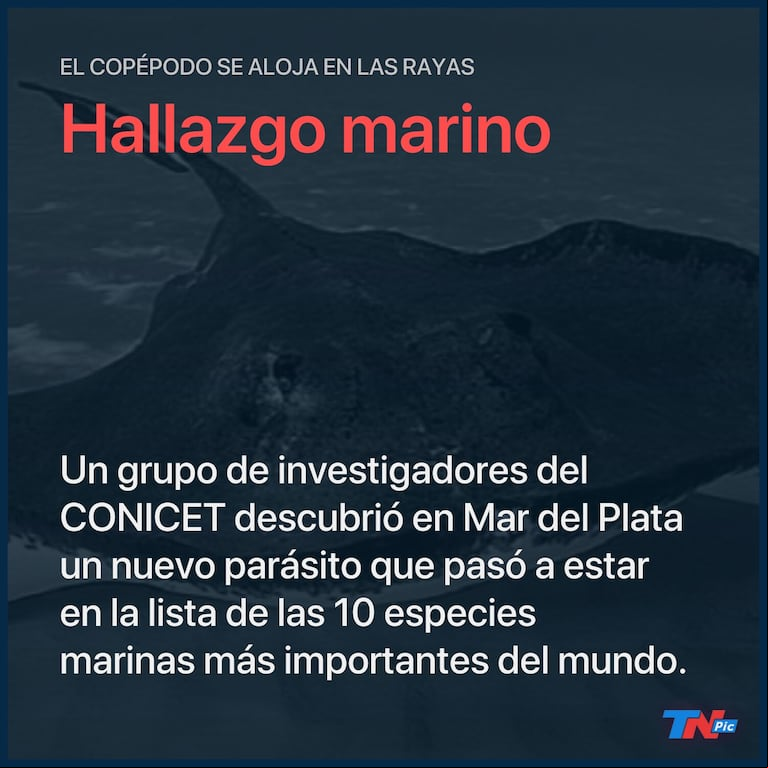 Descubren un nuevo parásito que sería pariente del cangrejo