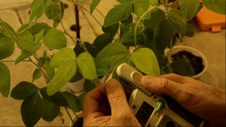 Desde el Instituto Nacional de Tecnología Agropecuaria (INTA) presentaron un nuevo biofertilizante que promete mejorar la eficiencia en la producción vegetal. (Foto: INTA).