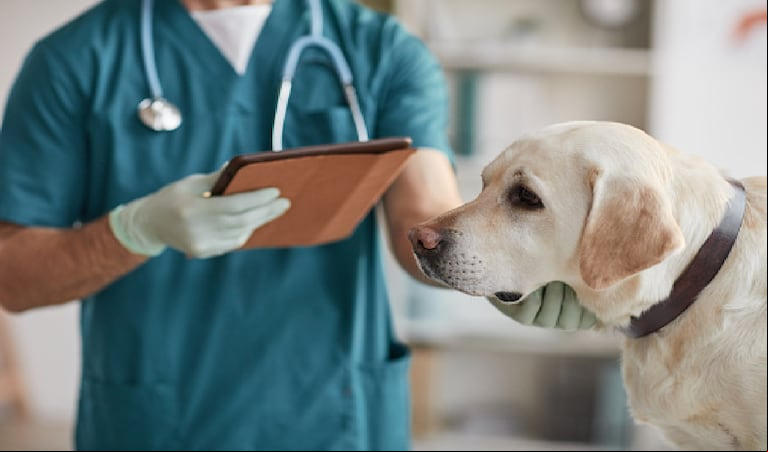 Desde los 45 días, los perros comienzan a ser inmunizados con las vacunas. La antirrábica es a los tres meses y el primer refuerzo, al año. (Foto: Pixabay)