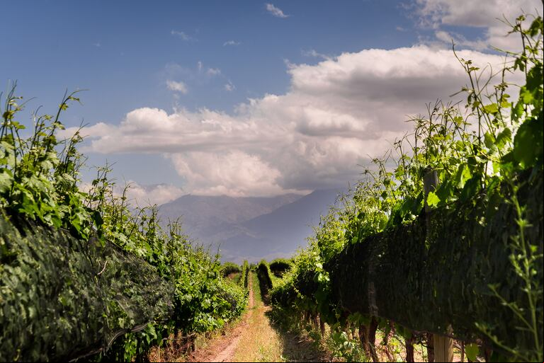 Domaine Bousquet fue una de las bodegas pioneras en vinos orgánicos. (Foto: gentileza Domaine Bousquet).