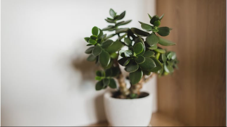 Dónde tenés que ubicar el “árbol de jade” para atraer bienestar económico en tu hogar, según el  Feng Shui. (Foto: AdobeStock)