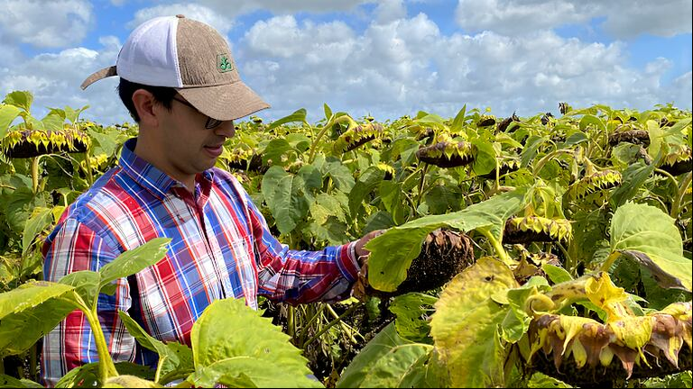 Dos décadas después, un nuevo estudio buscó explicar por qué el girasol aún no alcanza su potencial. (Foto: gentileza Ignacio Rodríguez).