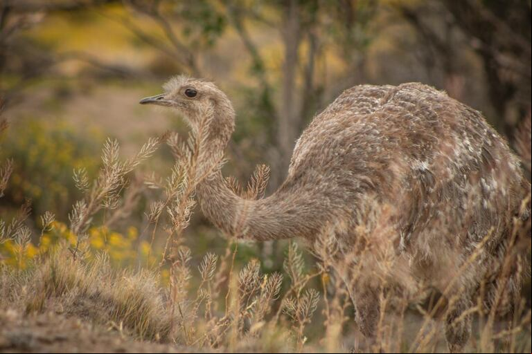 Ejemplar de choique. (Foto: Rewilding Argentina)