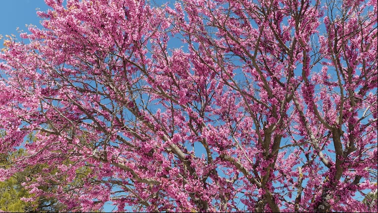 El árbol del amor, una opción ideal para darle color a tu jardín esta primavera (Foto: Adobe Stock).