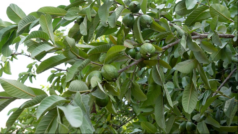 El árbol ideal para tu patio que no agrieta el piso, da sombra y frutos (Foto: Adobe Stock).
