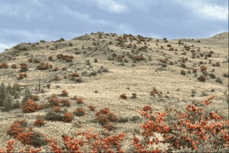 El avance de plantas exóticas en los pastizales serranos genera un impacto ambiental y productivo que requiere soluciones innovadoras y colaborativas.(Foto: Bioagroindustria Córdoba).