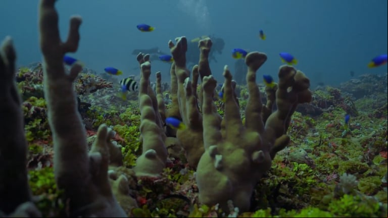 El banco Saya de Malha es uno de los mayores sumideros de carbono del mundo. Al igual que los árboles terrestres, las praderas marinas absorben dióxido de carbono, principal responsable del cambio climático antropogénico, y lo almacenan en sus raíces y suelo. Foto: Monaco Explorations