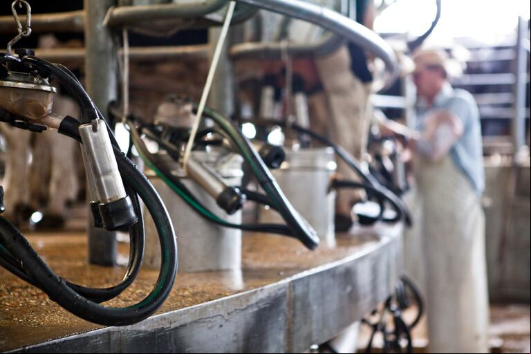 El BICE asignó más de $12.000 millones a 91 productores tamberos para mejorar la productividad del sector. (Foto: SAGyP).