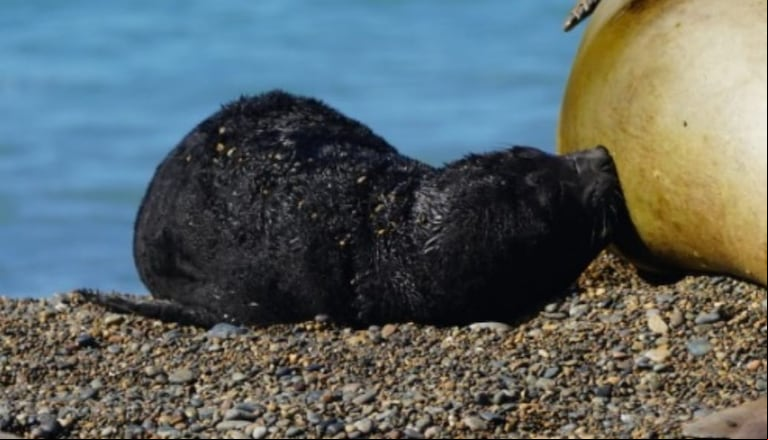 El cachorro de elefante marino con su mamá. (Foto: gentileza Federico Lombardi).