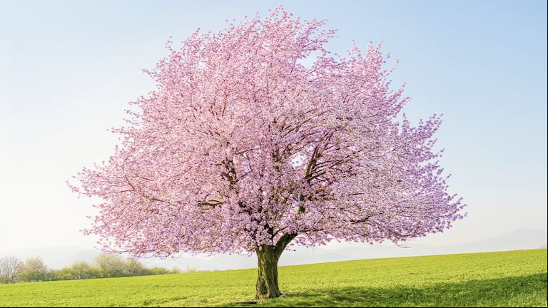 El cerezo japonés quedó en cuarto lugar del ranking expuesto por expertos en botánica. (Foto: Adobe Stock)