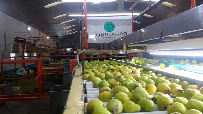 El comercio de peras con Rusia, mercado que representa casi un tercio de las exportaciones, vuelve a reanudarse lentamente. (Foto: Coninagro)
