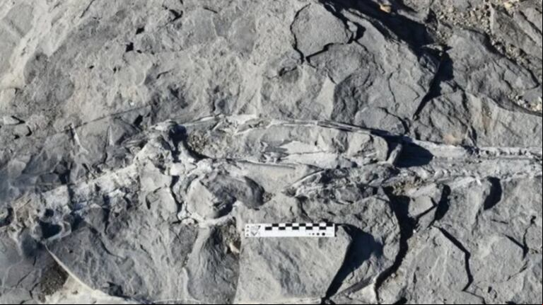 El descubrimiento confirma el ingreso de aguas del Océano Pacífico a la Argentina de hace 150 millones de años. (Foto: Secretaría de Prensa Nequén).