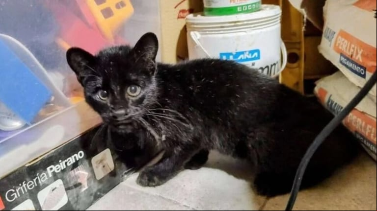 El ejemplar juvenil de gato montés fue hallado herido junto a un zorro muerto en una zona rural de Pérez Millán. (Foto: Facebook/Estefanía Marilungo).