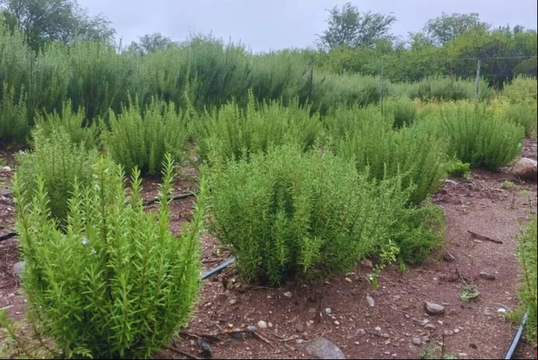 El estudio del romero confirmó su potencial como cultivo versátil y estratégico para la agricultura nacional. (Foto: INTA).